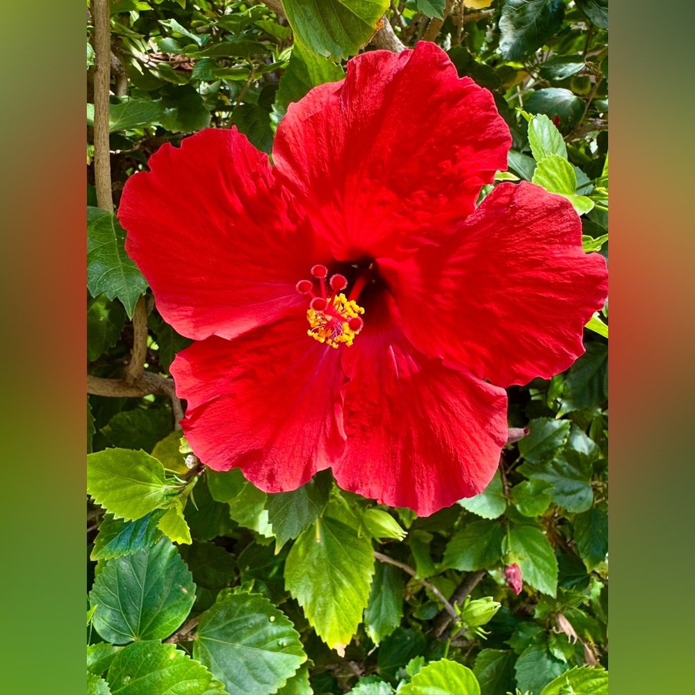 Meet your Posher, Shelley